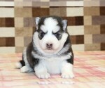 Missy - Female Pomsky Puppy for Sale - Photo #2