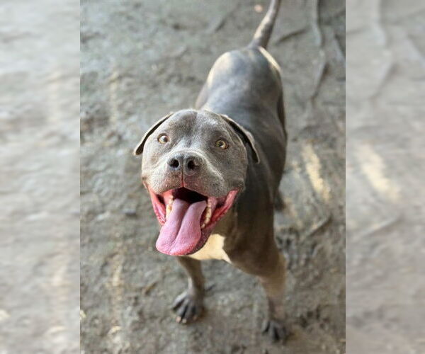 Medium Photo #1 Mutt Puppy For Sale in Riverside, CA, USA