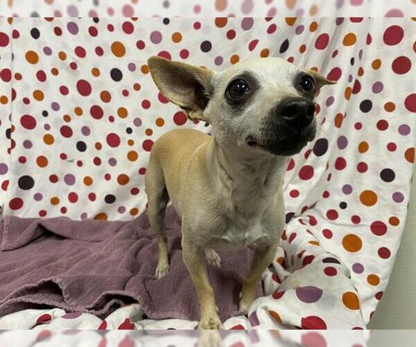 Medium Photo #1 Chihuahua Puppy For Sale in Modesto, CA, USA