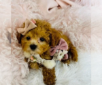 Hand delivery - Female ShihPoo Puppy for Sale - Photo #8