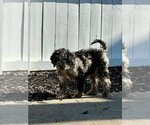 Small Photo #4 Goldendoodle Puppy For Sale in Germantown, OH, USA