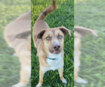 Small Huskies -Mountain Cur Mix