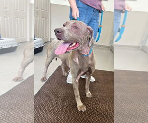 Labrador Retriever Dogs for adoption in La Porte, IN, USA