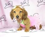 Small Photo #16 Dachshund Puppy For Sale in LAS VEGAS, NV, USA