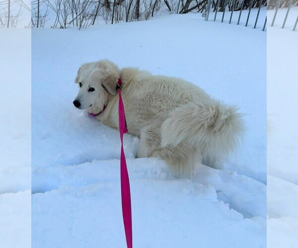 Medium Photo #2 Great Pyrenees Puppy For Sale in Croydon, NH, USA