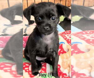 Chihuahua-Cocker Spaniel Mix Dogs for adoption in San Bernardino, CA, USA