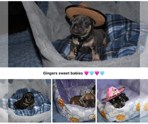French Bulldog Puppy for sale in LEBANON, KY, USA