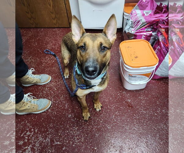 Medium Photo #1 Mutt Puppy For Sale in Fargo, ND, USA