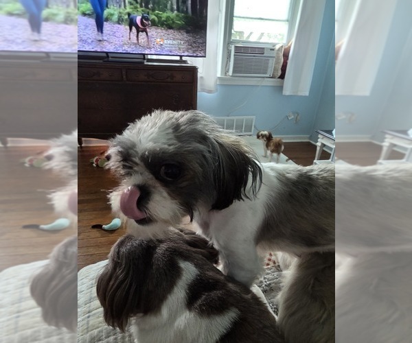 Medium Photo #1 Shih Tzu Puppy For Sale in BUFFALO, NY, USA