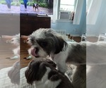 Small Photo #1 Shih Tzu Puppy For Sale in BUFFALO, NY, USA