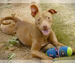Small #1 American Staffordshire Terrier