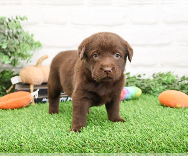 Medium Photo #3 Labrador Retriever Puppy For Sale in SYRACUSE, IN, USA