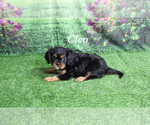 Small #14 Cavalier King Charles Spaniel