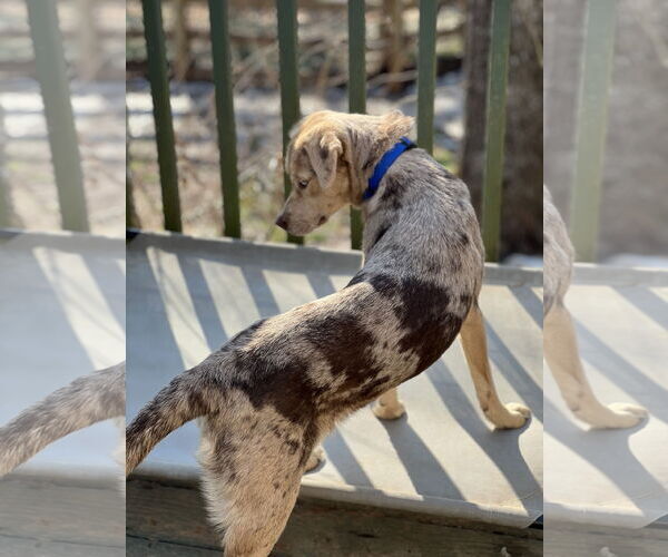 Medium Photo #3 Catahoula Leopard Dog Puppy For Sale in Lakemont, GA, USA