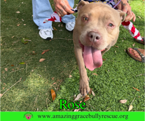Rose - Female American Pit Bull Terrier-Unknown Mix Dog for Adoption - Photo #9