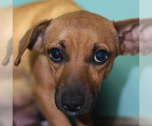 Chihuahua-Unknown Mix Dogs for adoption in San Antonio, TX, USA