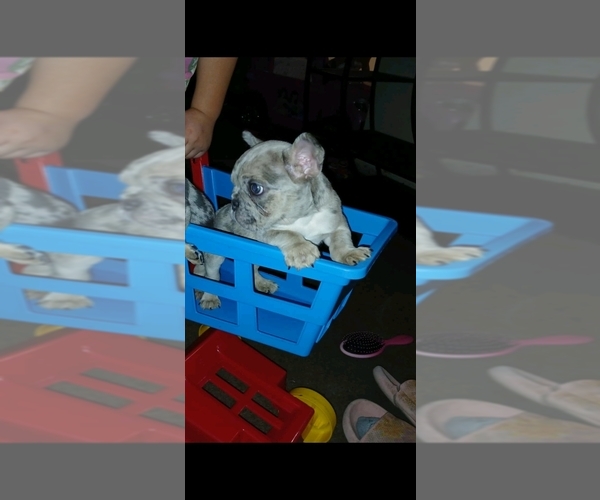 Medium Photo #5 French Bulldog Puppy For Sale in HAMILTON, OH, USA