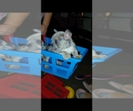 Small #4 French Bulldog