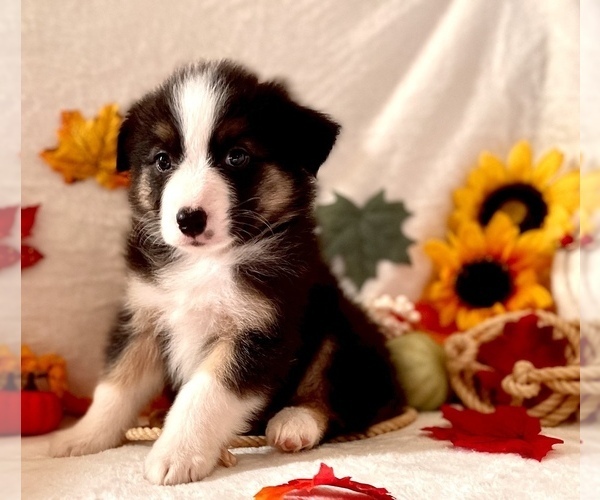 Medium Photo #6 Miniature Australian Shepherd Puppy For Sale in BOUSE, AZ, USA