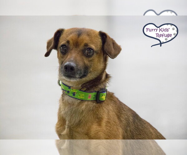 Medium Photo #4 Chiweenie Puppy For Sale in Lee's Summit, MO, USA