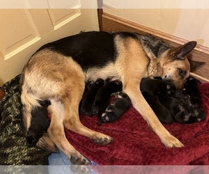 Mother of the German Shepherd Dog puppies born on 12/17/2023