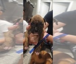 Puppy Puppy 1 Boxer