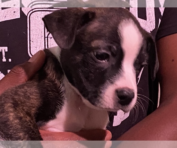Medium Photo #14 Boston Terrier-Collie Mix Puppy For Sale in COLUMBUS, OH, USA