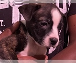 Small Photo #14 Boston Terrier-Collie Mix Puppy For Sale in COLUMBUS, OH, USA