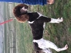 Small Photo #1 Poodle (Standard) Puppy For Sale in SAINT GEORGE, UT, USA