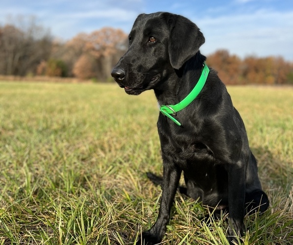 View Ad Labrador Retriever Dog for Adoption near Missouri, BELLFLOWER