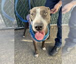 Small #8 American Pit Bull Terrier-Labrador Retriever Mix