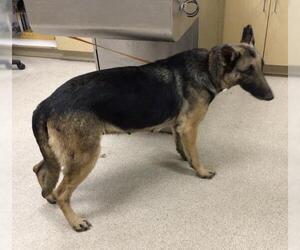 German Shepherd Dog Dogs for adoption in Riverside, CA, USA