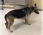 Small German Shepherd Dog