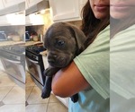 Small Photo #16 Cane Corso Puppy For Sale in ATASCOCITA, TX, USA