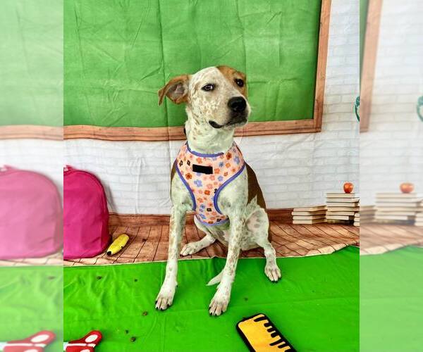 Medium Photo #3 Mutt Puppy For Sale in Sanderson, FL, USA