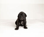 Small Photo #6 Mastiff-Neapolitan Mastiff Mix Puppy For Sale in BRISTOL, IN, USA