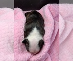 Small Photo #82 Boston Terrier Puppy For Sale in TULARE, CA, USA
