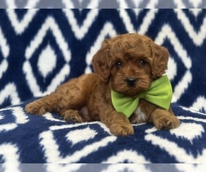 Cockapoo Puppy for sale in LAKELAND, FL, USA