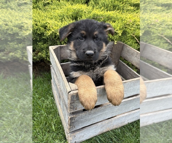 Medium Photo #5 German Shepherd Dog Puppy For Sale in MIDDLEBURY, IN, USA