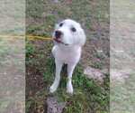 Small #3 Great Pyrenees