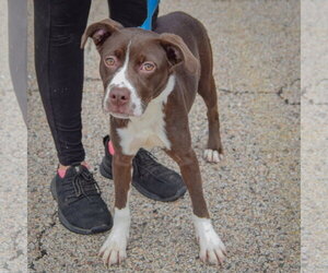 Kibby - Female American Staffordshire Terrier-Boxer Mix Dog for Adoption - Photo #4