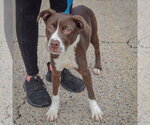 Small Photo #4 American Staffordshire Terrier-Boxer Mix Puppy For Sale in Huntley, IL, USA