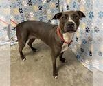 Small Staffordshire Bull Terrier Mix