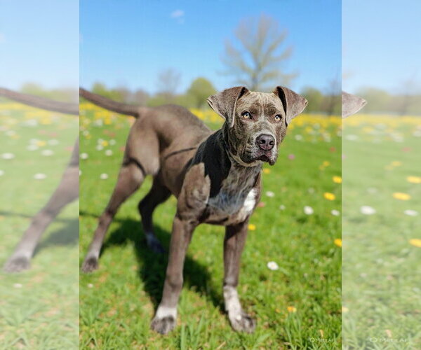 Medium Photo #7 Pointer-Unknown Mix Puppy For Sale in Talladega, AL, USA