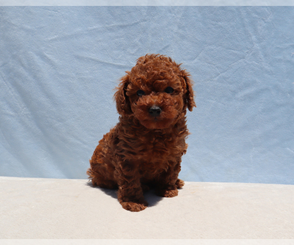 Medium Photo #7 Poodle (Toy) Puppy For Sale in LOS ANGELES, CA, USA