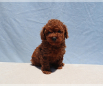 Small #6 Poodle (Toy)