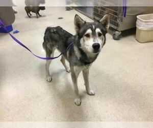 Siberian Husky Dogs for adoption in Riverside, CA, USA