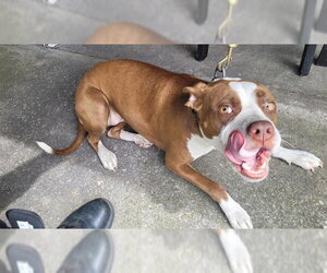 Staffordshire Bull Terrier-Unknown Mix Dogs for adoption in St. Cloud, FL, USA