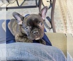 Puppy 3 French Bulldog