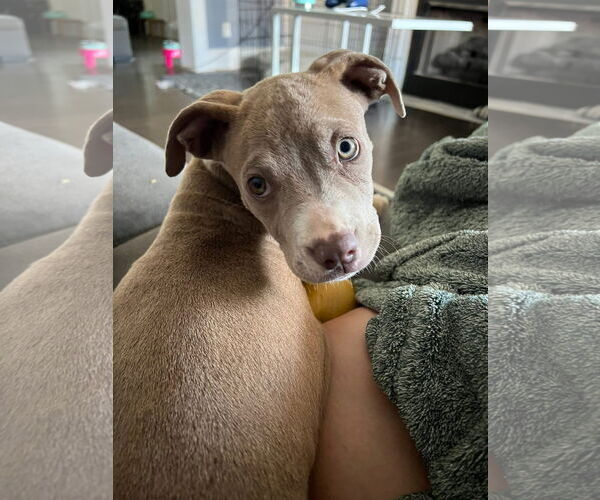 Medium Photo #3 American Pit Bull Terrier-Unknown Mix Puppy For Sale in Germantown, OH, USA